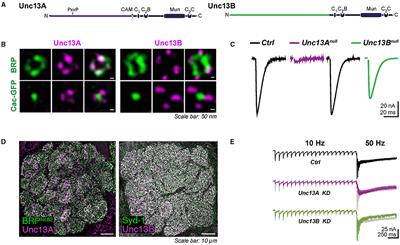 (M)Unc13s in Active Zone Diversity: A Drosophila Perspective